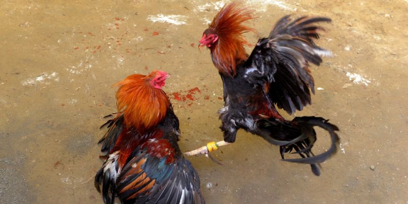 Đá Gà 78vin - Đá gà trực tiếp